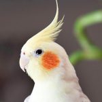 صدای عروس هلندی ماده